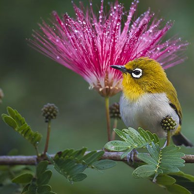 With over 850 species of birds among which almost 240 species are found in Bhairahawa, Nepal is a paradise for those who visit it for bird watching. Come to our resort in Nepal & ask for the services of one of the Resort’s Naturalists to take you up close to a few feathered friends.